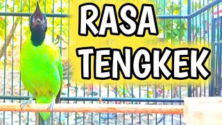 Download lagu Tembak TENGKEK UDANG Panjang Bikin CUCAK IJO Lawan 3MOSI mp3