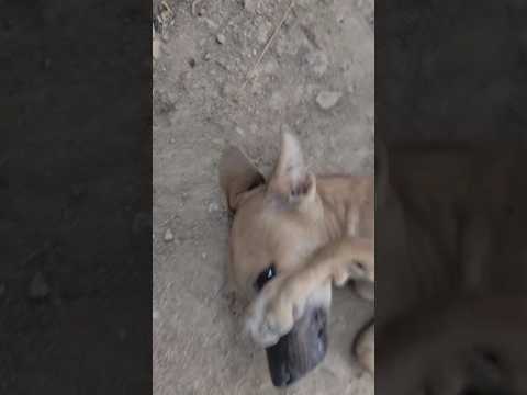 Dog Dancing 😍😍 #shorts