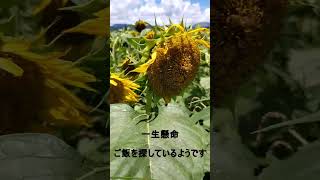 【宮崎】西都原古墳群のヒマワリのミツバチに癒される動画#shorts