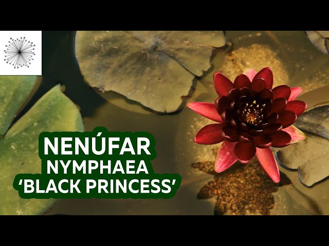 Video Pronunciation of nymphaea in English