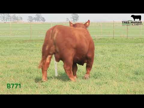 RP: B771. Toro Reproductor PP. Cabaña Tres Marias. 2º Corral. Gregorio Aberasturi SRL.