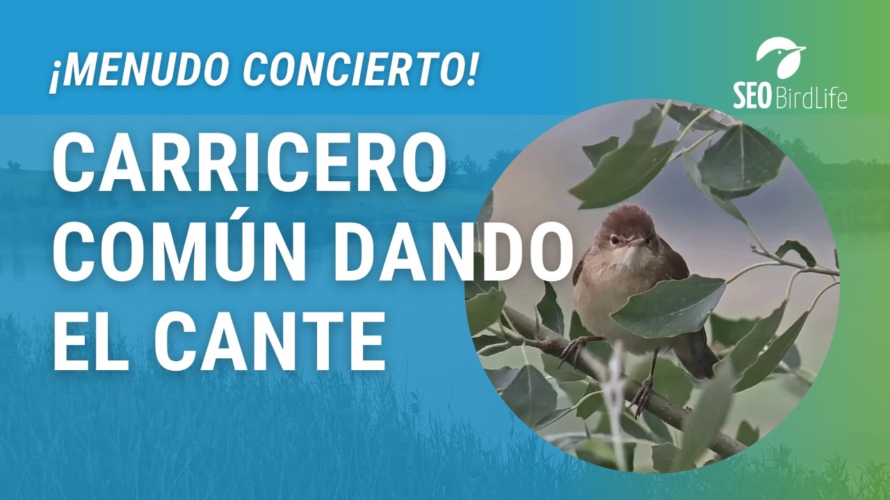 CARRICERO COMÚN EN CONCIERTO · P.N. de las Tablas de Daimiel, Ciudad Real, España