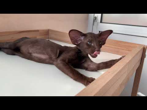 Mafiosi Io, Oriental Shorthair kitten (male), chocolate color.  05-12-2021