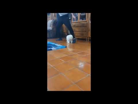 Perros Bichón Frisé en venta
