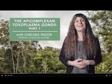 The apicomplexan Toxoplasma gondii - Part 1