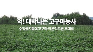고구마농사 한 평수입은 ? 분명 이론적으로 초대박인데...