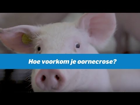 , title : 'Hoe voorkom je oornecrose bij varkens'