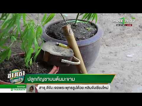 วิธีการปลุกระดมของผู้หญิงวิดีโอหัวนม ไม่ฮอร์โมนแรง