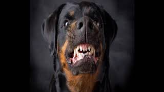Download lagu sound dog angry bunyi anjing marah... mp3