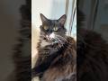 Cute Tuxedo Cat Says Hi With A Meow