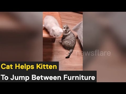 Cat helps other cat friend jump from desk to sofa