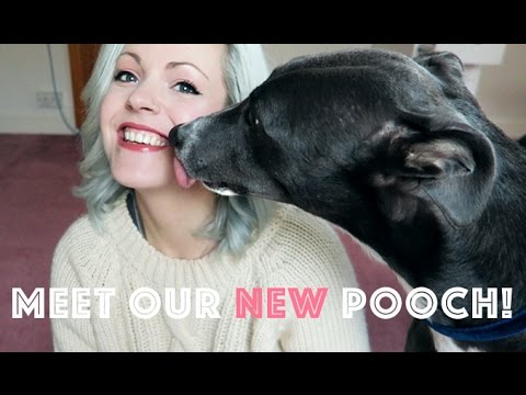 download lagu mp3 mp4 Adopting A Greyhound For Dummies, download lagu Adopting A Greyhound For Dummies gratis, unduh video klip Adopting A Greyhound For Dummies