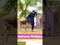 Mutter Pehlwan Mochi With Ustad Nadir Pathan Shorts