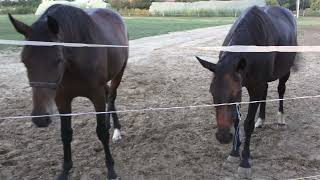 Técsy lovarda - Nyírtass