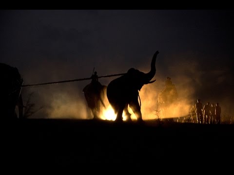 This chilling footage shows you what it takes to capture a wild elephant in India 