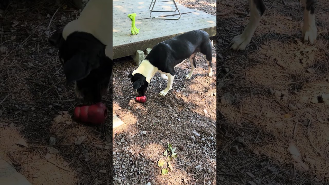 MEL, a ADOPTABLE mixed breed in Marietta, GA video 6/6