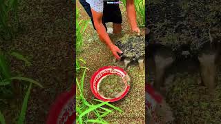 Uncovering the Hidden Harvest: How Rice Paddy Traps Turned Mud into Meal
