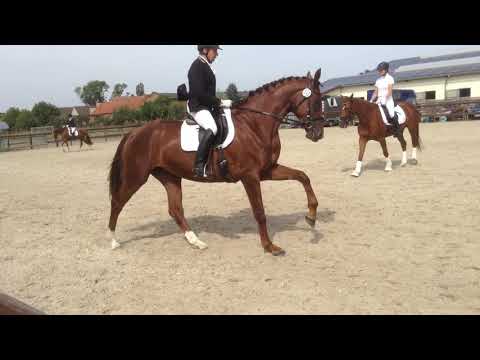 Ella Rose III von Escolar - Belissimo M - Rubin Royal