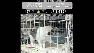 社長見守りLIVE切り抜き『店長を呼ぶ社長＆社長のしゃっくり？』　#Shorts #猫 #ねこ #ゲーセン #ジスタ
