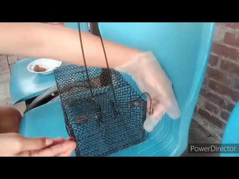How to Set Up Mouse Trap Cage