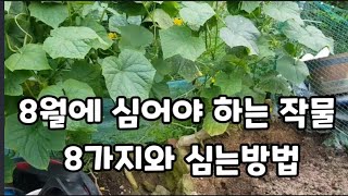 8월달에 심어야 하는 작물 8가지와 심는방법 ! #8월에심는작물 #무심는시기방법 #갓심는시기 #배추심는시기방…