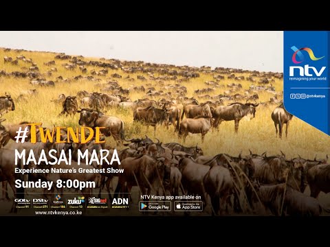 Twende Maasai Mara: Experiencing nature's greatest show
