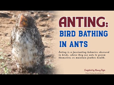 ANTING | Bird Bathing in Ants