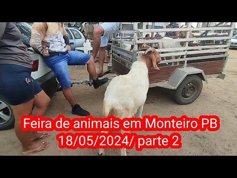 Feira de animais em Monteiro PB 18/05/2024/ parte 2