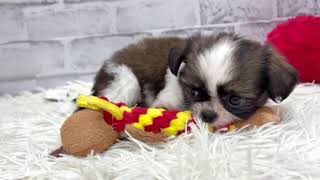 ハーフ犬の動画01