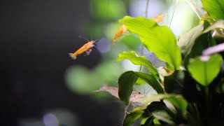 3 minutes Of Orange Shrimp