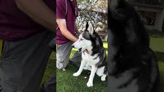 Video preview image #1 Siberian Husky Puppy For Sale in Pasadena, CA, USA