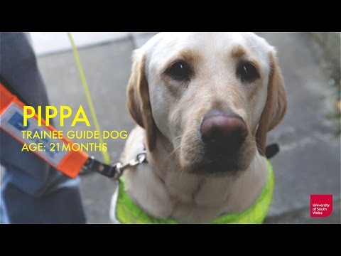 Guide Dogs Used to Train Police Science Students