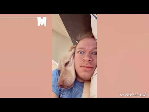 NOT THE SMARTEST DOGS doing DUMB THINGS - LAUGH  😂at FUNNY DOGS compilation🤣 #dog #funnydogs