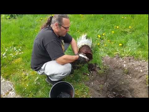 Yucca Rostrata einpflanzen