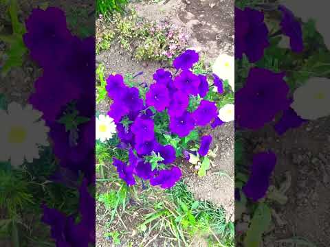 サクラソウの使い方 ハーブティーを作るメリット ハーブティーの特徴