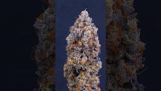 Small Closet Grow 🌱 Full Plant Transformation  #organicgardening