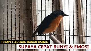 Download lagu Suara Tledekan Bakau Belajar Bunyi ‼️ Pancingan burung sulingan gunung srdc BAHAN agar cepat GACOR mp3 Download lagu Suara Tledekan Bakau Belajar Bunyi ‼️ Pancingan burung sulingan gunung srdc BAHAN agar cepat GACOR mp3