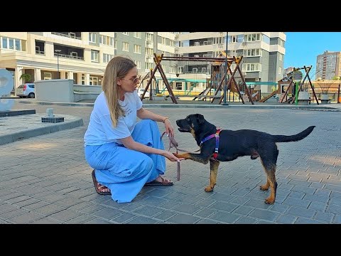 Family Abandoned their Dog … Watch the Moment I Told Him it’s Not His Fault