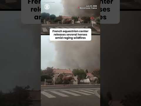 French equestrian center sets horses free as raging wildfires creep nearer #shorts