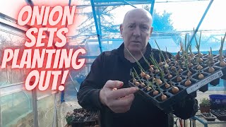 Planting Onion Sets [Gardening Allotment uk] [Home Growing Veg & Flowers]