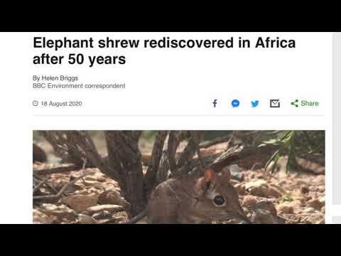 Elephant Shrew Guess Who’s Back