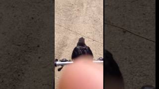 Crow riding a bike
