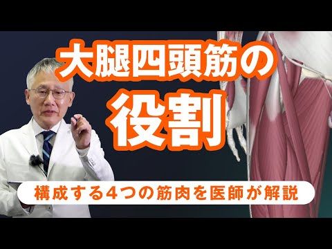 大腿直筋について詳しく解説