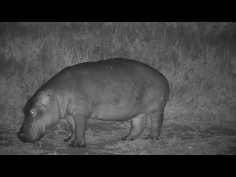 Djuma: Hippo comes to dam for drink, then leaves - 23:50 - 05/17/19