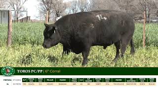 2 Toros PC/PP - Gregorio Aberasturi - Plaza Ganadera