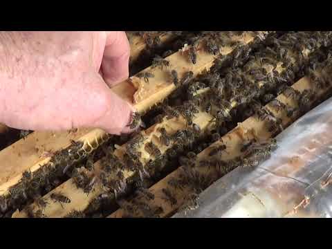 7/7 - 23 Aprilie 2019 Despre Biostupi cu Traian din Ramnicul Valcea care a cumparat cateva familii