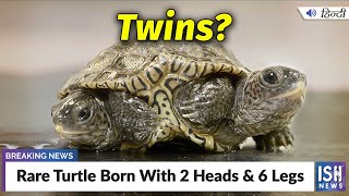 Rare Diamondback Turtle Born With 2 Heads And 6 Legs