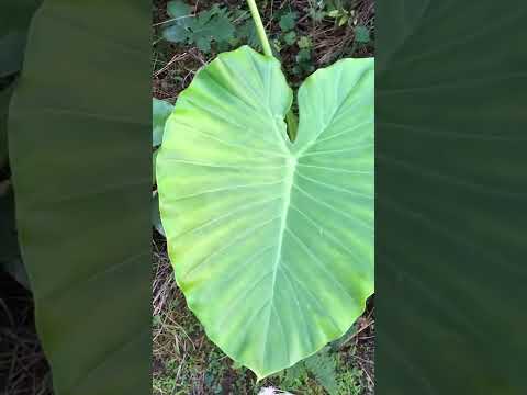 クワズイモ エクステリアメンテナンス 緑の茎 丸い葉 大きなスパン