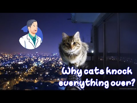 Why cats knock everything over?