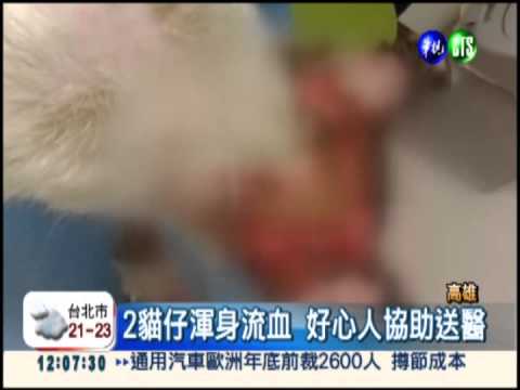 熱油淋貓全身脫皮 揪狠心虐貓人!